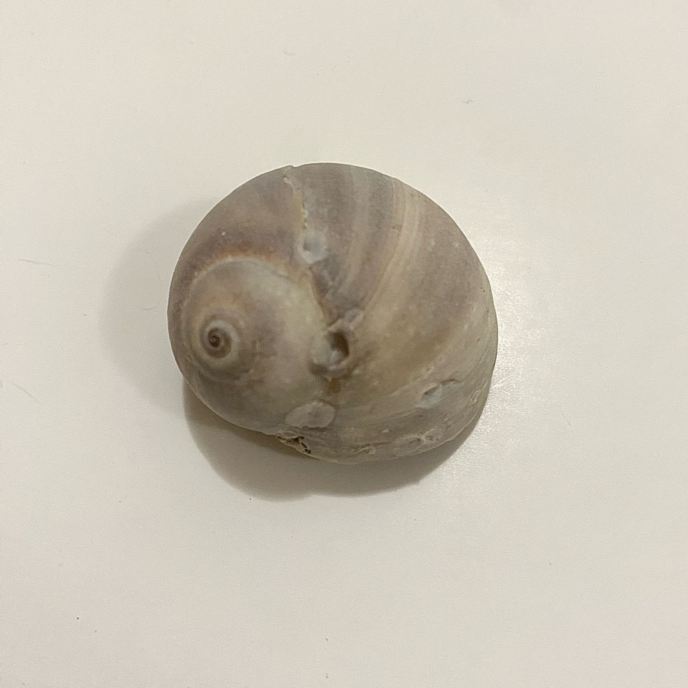 Natural Spiral Seashell Brown Beige Shell for Decor  Display Collector Gift